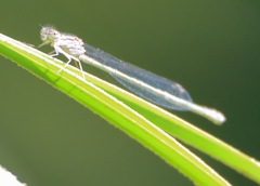 Pseudagrion massaicum