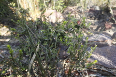 Lachnaea pudens