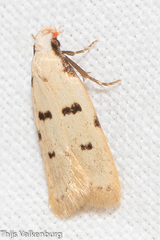 Stibaromacha ratella