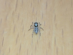 Menemerus semilimbatus