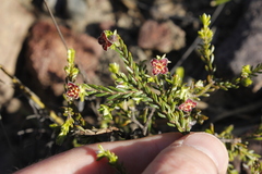 Lachnaea pudens