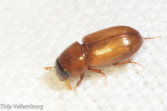 Subrinus