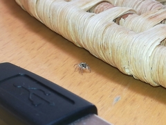 Menemerus semilimbatus