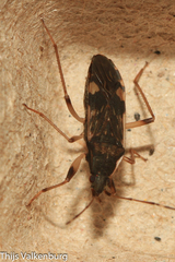 Dieuches armatipes