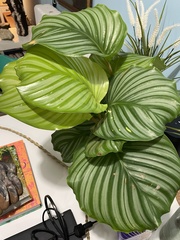 Goeppertia orbifolia