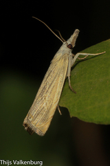 Xanthocrambus delicatellus