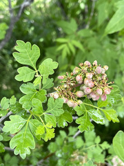 Rhus aromatica