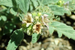 Phacelia hydrophylloides