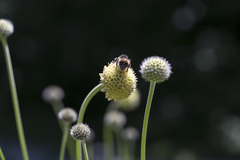Cephalaria alpina