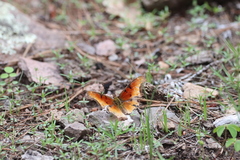 Polygonia haroldii
