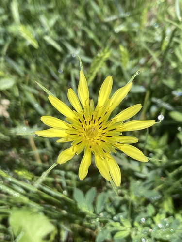 Goatsbeard