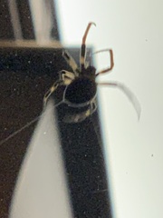 Araneidae