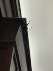 Araneidae