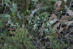 Spyridium thymifolium