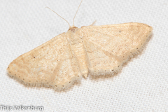 Idaea obsoletaria