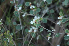 Spyridium thymifolium