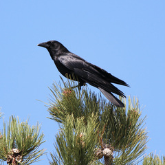 Corvus brachyrhynchos
