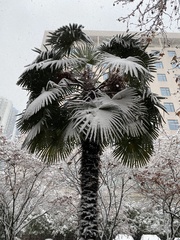 Trachycarpus fortunei