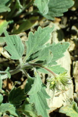 Phacelia hydrophylloides