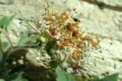 Phacelia hydrophylloides
