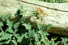 Phacelia hydrophylloides
