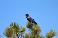 Corvus brachyrhynchos