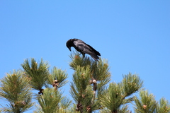 Corvus brachyrhynchos