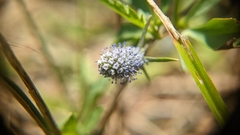 Eryngium prostratum