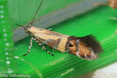 Aristotelia mirabilis