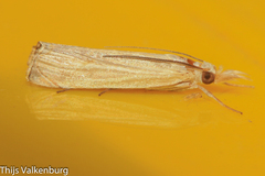 Metacrambus pallidellus
