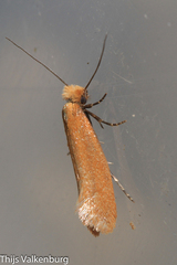 Reisserita chrysopterella
