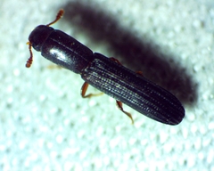 Colydium lineola