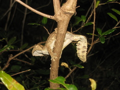 Uroplatus