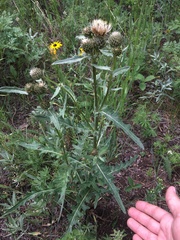 Cirsium centaureae