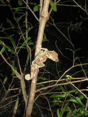 Uroplatus