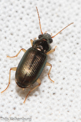 Pogonus
