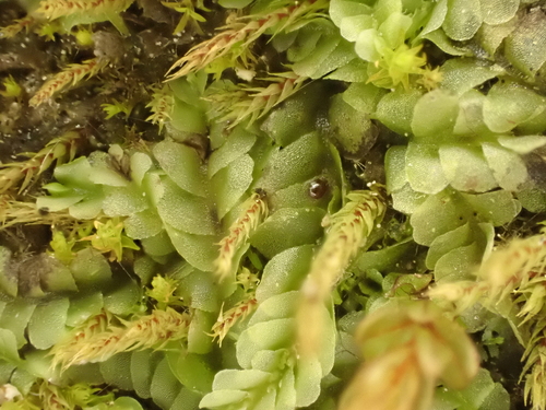 Chiloscyphus polyanthos var. polyanthos