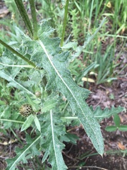 Cirsium centaureae