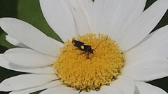 Scythris sinensis