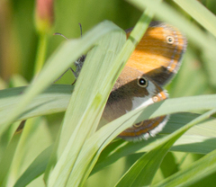Coenonympha arcania