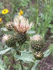 Cirsium centaureae