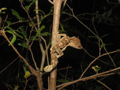 Uroplatus