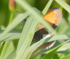 Coenonympha arcania