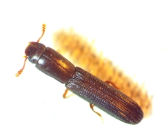 Colydium lineola