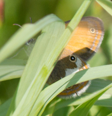 Coenonympha arcania