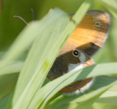 Coenonympha arcania