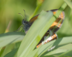 Coenonympha arcania