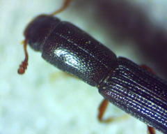 Colydium lineola