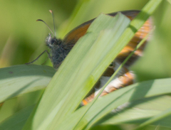 Coenonympha arcania