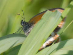 Coenonympha arcania